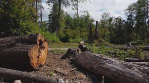 Best Seasonal Cleanup (Spring/Fall)  in Temelec, CA