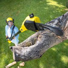 Best Storm Damage Tree Cleanup  in Temelec, CA