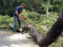 Best Palm Tree Trimming  in Temelec, CA