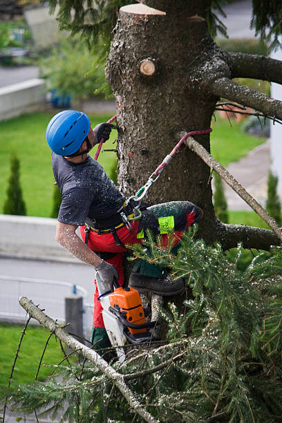 Best Fruit Tree Pruning  in Temelec, CA