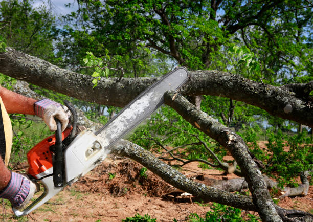 Best Root Management and Removal  in Temelec, CA