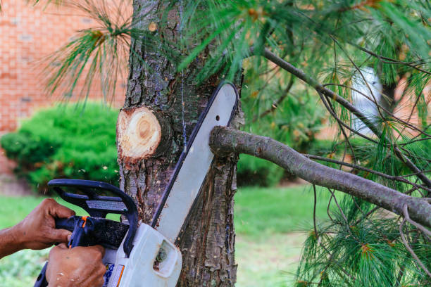 Best Weed Control  in Temelec, CA